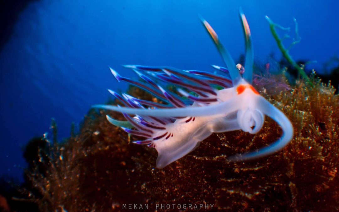 Nudibranquios en la Isla de Benidorm